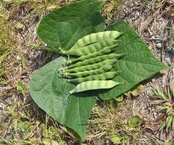 Aunt Adas Italian Bean Seeds
