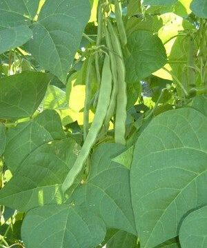 Early Riser Bean Seeds