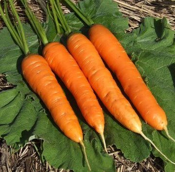 Milan Nantes Carrot Seeds